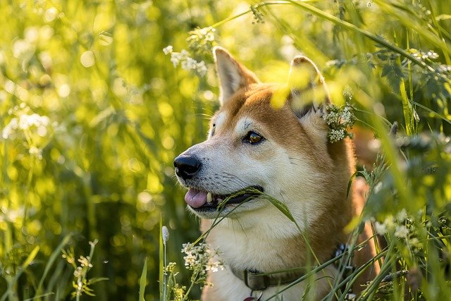 shiba