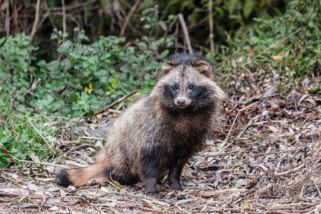 tanuki